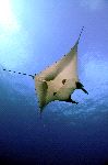 Giant Manta Ray Swimming Near The Surface
