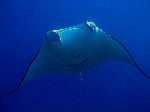 Manta Ray in Tropical Waters