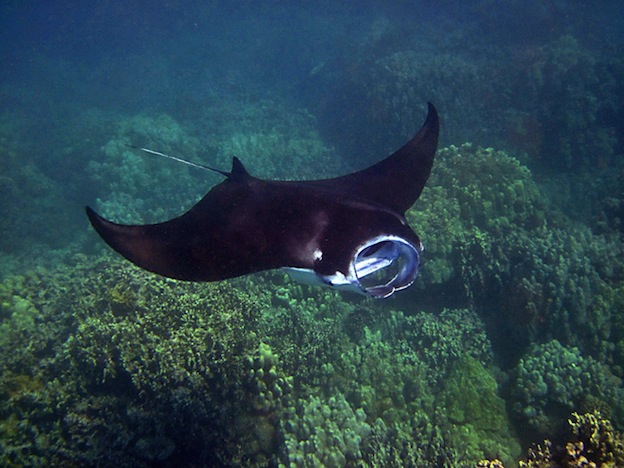 Hábitos alimenticios de las mantarrayas.