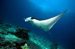 Reef Manta Ray Underwater