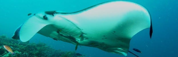 Manta Ray Pictures