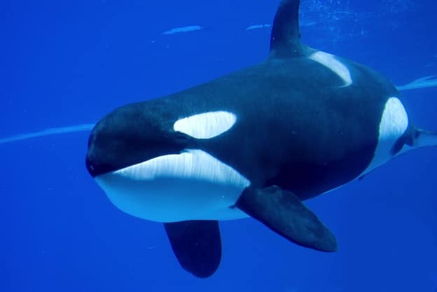 Enemigos naturales de las mantarrayas