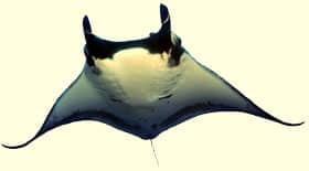 facts about manta rays