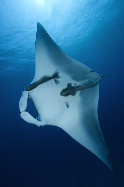 Datos sobre la mantarraya de arrecife