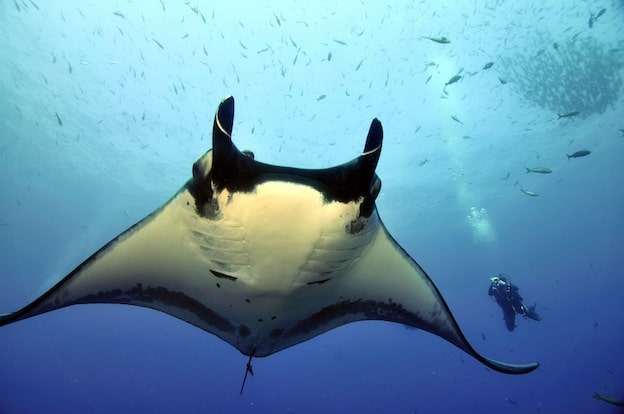 Datos sobre la mantarraya gigante